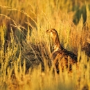 A sage grouse in grass is bathed in golden light at sunset.