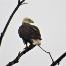 Adult bald eagle sitting in tree
