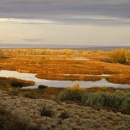 Overlooking a wetland surrounded by brown and tan grassland and shrubland
