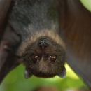 A close-up of the face of a very cute-looking brown bat as it hangs upside down