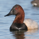 An image of a male canvasback duck swimming.