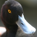 A close-up image of a lesser scaup head.