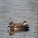 A pair of gadwall swimming in opposite directions.