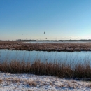 A winter scene where waterfowl fly over a managed wetland