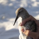 a closeup of a red knot held in one hand