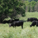 Cows graze in field