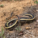 An Alameda whipsnake curled up on the dirt facing away from the camera. It has a blue tagging mark painted on its neck.