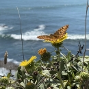 Behren's silverspot butterfly perched on coastal gumweed beside the Pacific Ocean