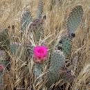 A clump of Bakersfield cactus amongst dry grass heads. The pads of the cactus are pale green with yellow and purplish glochids. One pad has a bright pink flower. 