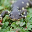 A face-shot of California tiger salamander on top of green groundcover