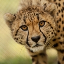 Close-up of cheetah in captivity