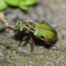 Close-up of a delta green ground beetle that has brown markings on its iridescent green body.