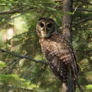 An adult California spotted owl sits on a tree branch looking at the camera