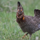 A plump barred prairie-chicken raises his tail feathers and struts in the short grass.