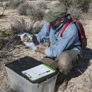 Releasing Mojave Desert Tortoise