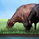 Illustration of two brown cows grazing at the edge of a pool