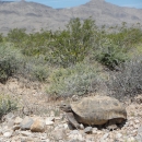 Mojave Desert Tortoise in creosote bush scrub