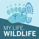 Graphic Logo with foot prints in different shades of blue and white text reading my life, wildlife 