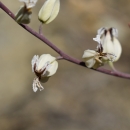 Pale Metcalf Canyon jewelflower buds on a narrow, dark branch