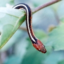 San Francisco garter snake hanging its head over a leaf