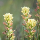 Four stalks of Tiburon paintbrush blooming with pink and cream colored flowers