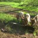 Three young Mexican wolves inspect a log on the ground in the wild