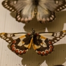Butterfly Specimen