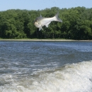 A Silver carp jumping out of the water with boat wake below and a tree lined shoreline in the background