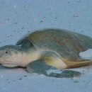 Kemp's Ridley sea turtle basks in the beach sun.
