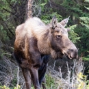 a moose with small velvet button antlers