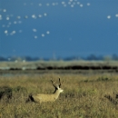 black tailed deer in grass with white geese flying in background