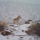 A Mexican wolf stands on a hill in the snow