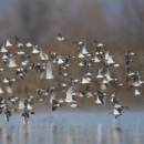 flock of dunlin and dowitchers in flight above wetland surface