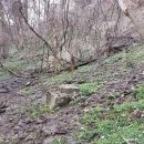 A wet area of ground in the forest