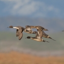 six pintails in a courtship flight