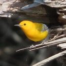 Bright yellow warbler standing on twig at entrance to tree hollow
