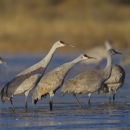 eight sandhill cranes stand in a shallow wetland with grasses in the background