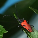 male valley elderberry longhorn beetle on elderberry leaf