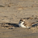 A brown and white bird resting on the sand