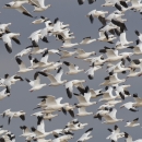 Large flock of Ross's and snow geese in flight against a blue sky