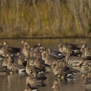 white-fronted geese standing in pond with reeds in background