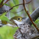 a small yellow bird in a nest