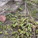 small round leaf plant on granite rock with a penny for size scale