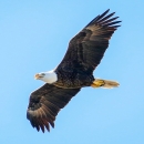 A Bald Eagle in flight with wings fully stretched out gliding through the air
