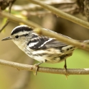 Black-and-white warbler perched on thin branch facing sideways