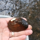 Canoe Creek clubshell mussel in the palm of a hand with a creek in the background.
