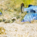 Small blue and white fish underwater