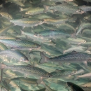 A school of migratory fish called Atlantic salmon