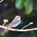 A yellow-rumped warbler sitting on a tree branch.