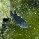 Small blue fish